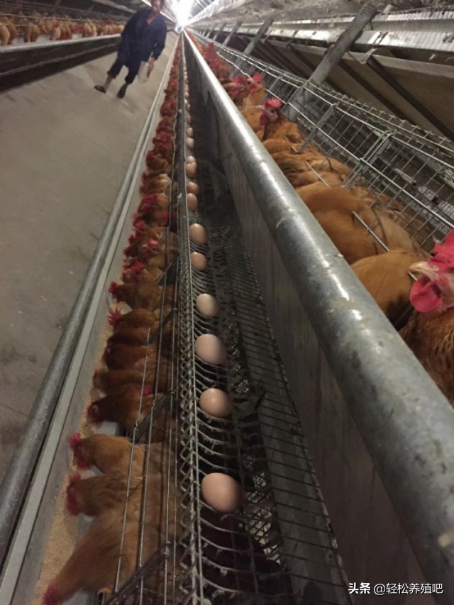 输卵管炎影响产蛋率不,产蛋高峰期不能吃什么药