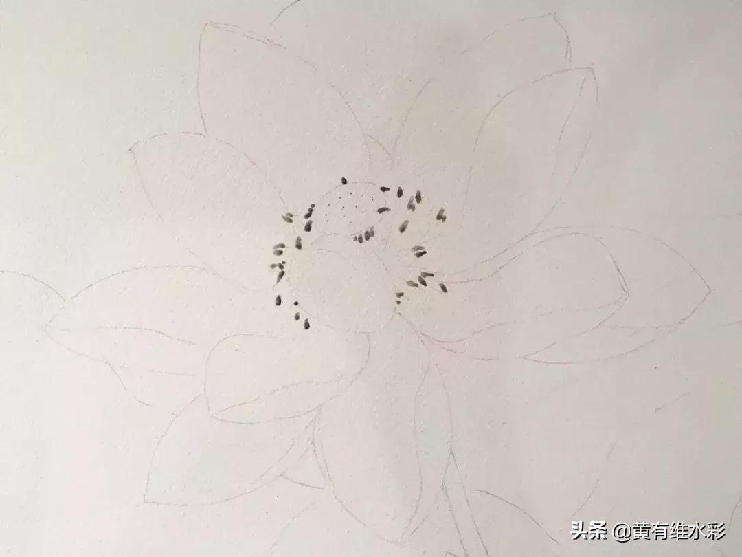 6-12岁荷花简单绘画,procreate荷花水彩教程