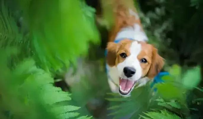 澳洲入境最新规定留学生,澳洲入境防疫新规