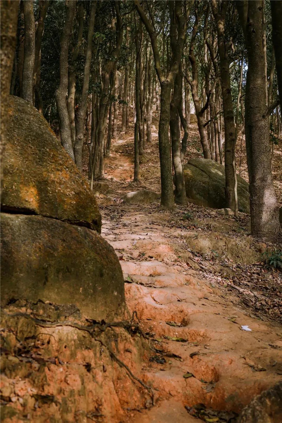深圳首条手作“原始登山道”，人少好爬景色超美…过年去哪不用愁