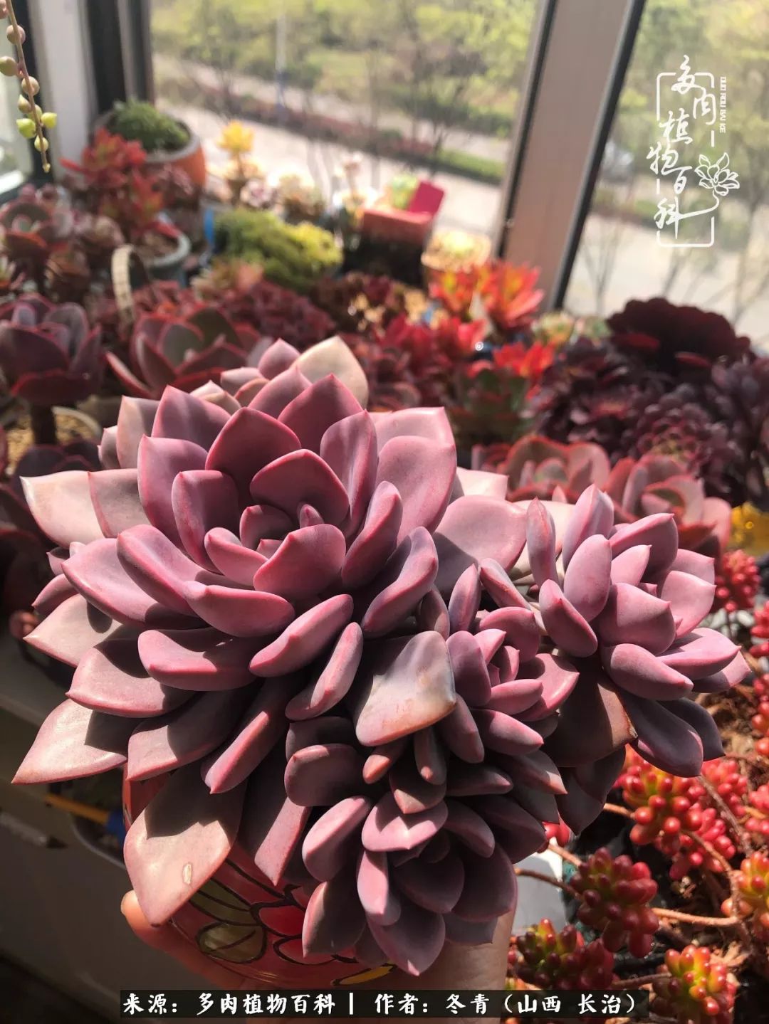 新手养的多肉怎么管理好看,阳台养多肉正确方法