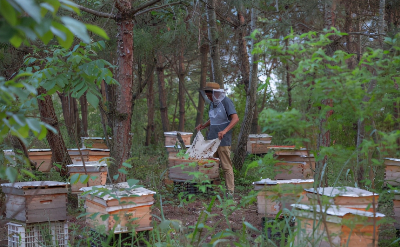 野蛮分蜂和强制分蜂,同场分蜂怎样操作避免回蜂