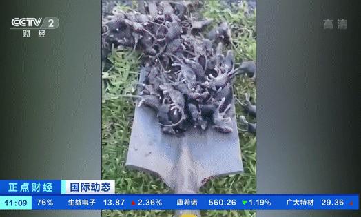 澳大利亚鼠灾泛滥引进猫,猫咪对抗鼠灾