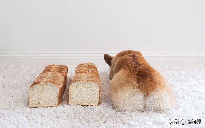 关于狗爪子的100个小知识,狗狗铲屎官的正确方法