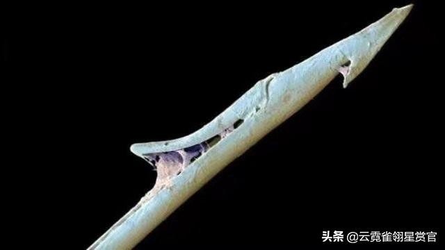 世界上的十种剧毒,世界上富有剧毒的十种生物