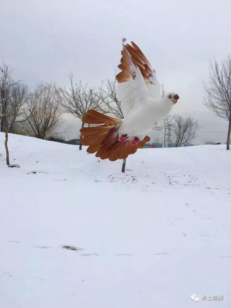 赊店鸽事之四鸽王末路