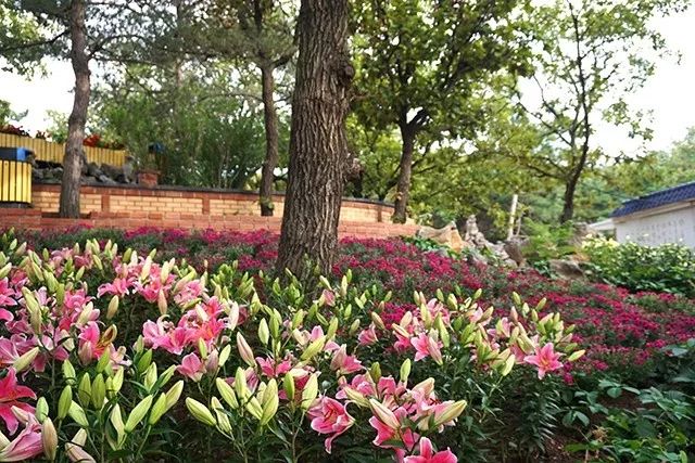 大连重阳节旅游攻略,大连九月秋游攻略