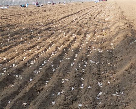 大蒜怎么种才能长得高产,大蒜怎么种才能高产呢