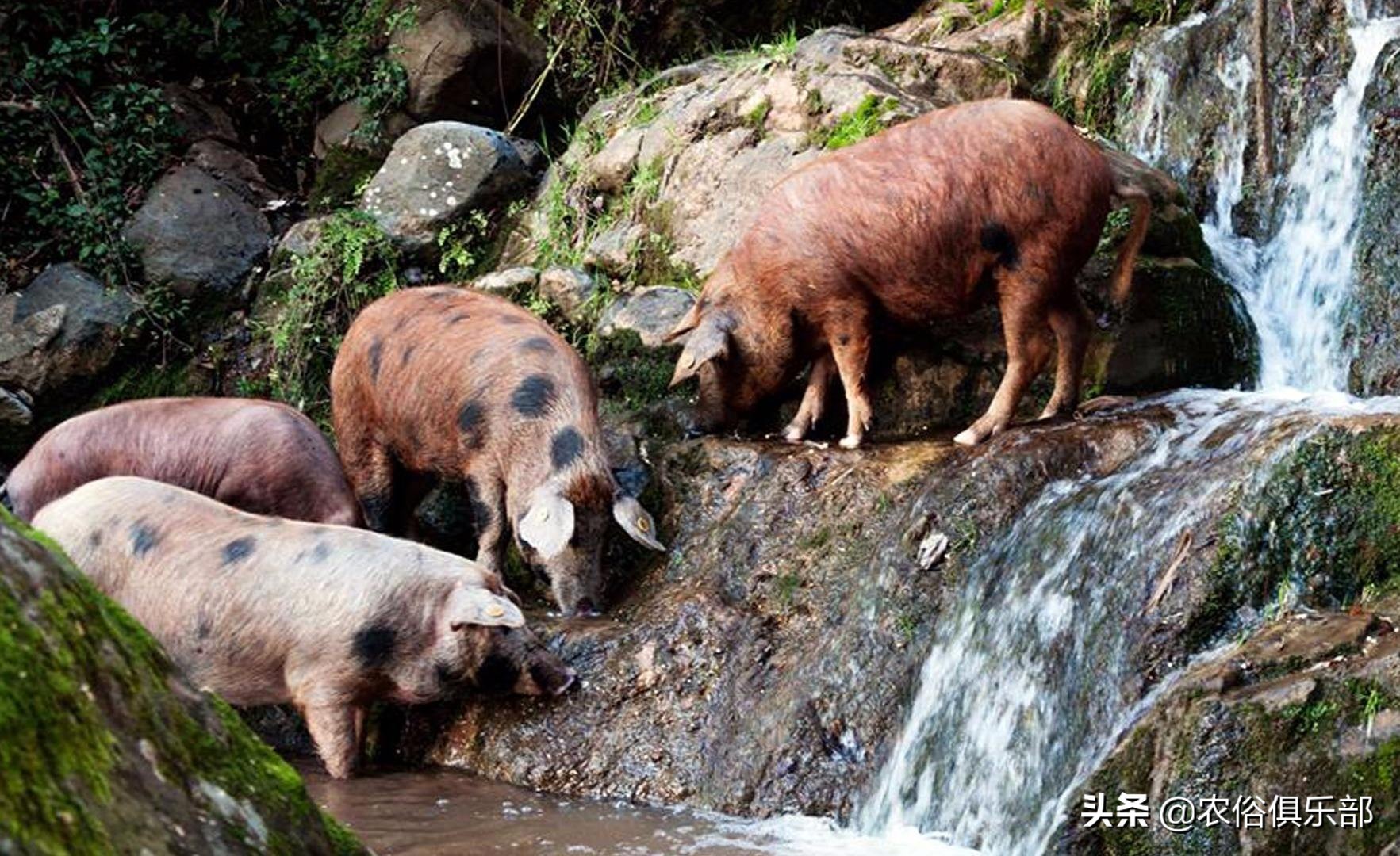 鸡蛋总是被鸡偷吃,鸡蛋老是被黄鼠狼偷怎么办