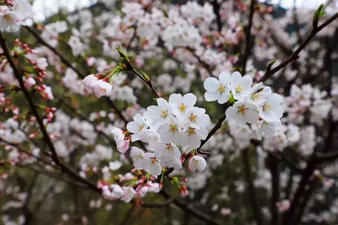奉化樱花公园,奉化樱花谷