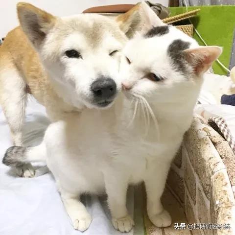 当小猫咪遇上大型犬,当小猫咪遇到大狗狗真是太温馨了