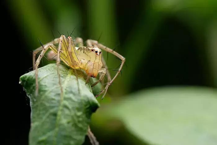 柑橘粉蚧虫图解,柑橘食蝇虫图片