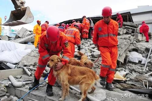 长得最像狼的狗,最帅狗