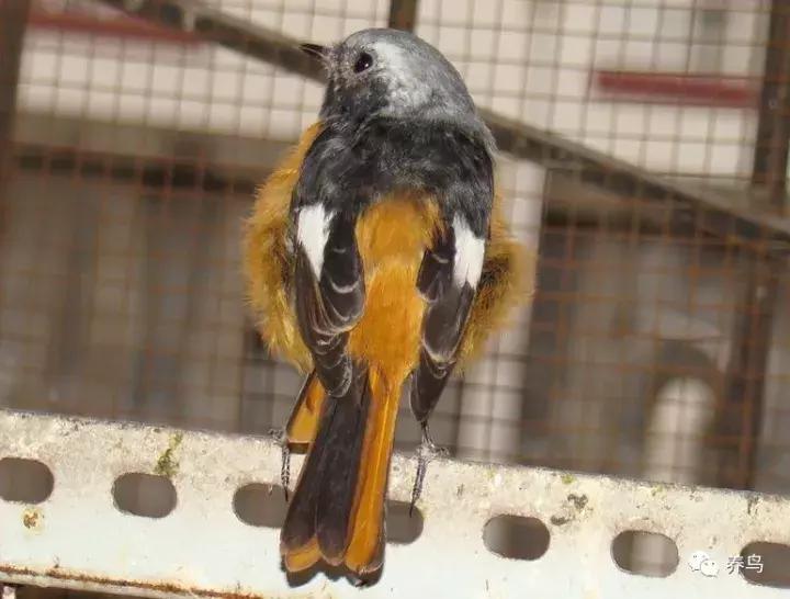 鸟儿放养是什么意思啊,关于小鸟的对话