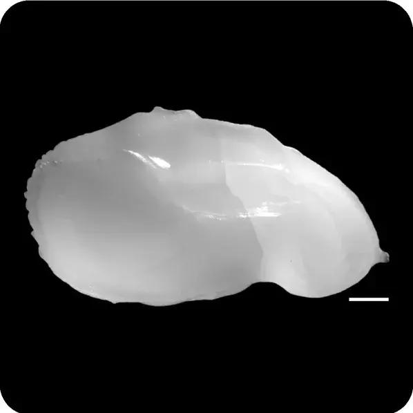 真正的黄花鱼是什么样,真假黄花鱼口感