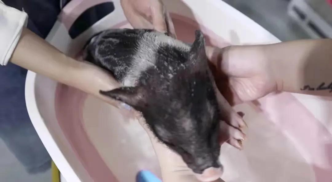 宠物生活馆盘点,北京人气宠物乐园推荐