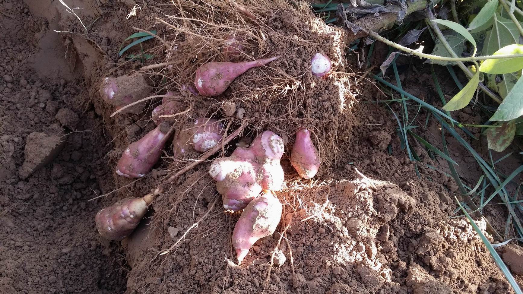 与加拿大一枝黄花齐名的菊芋，在中国却未能泛滥成灾，吃成美食？