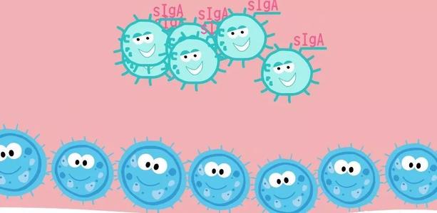 益生菌对过敏体质宝宝有作用吗,益生菌改善过敏体质吗