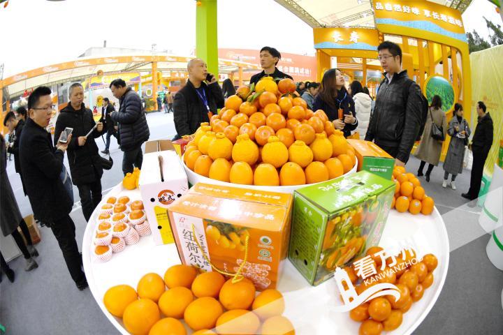 三峡柑橘展馆交易会,三峡柑橘国际交易会快报