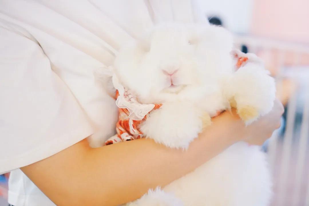 兔子馆三里屯,深圳三里屯兔子馆