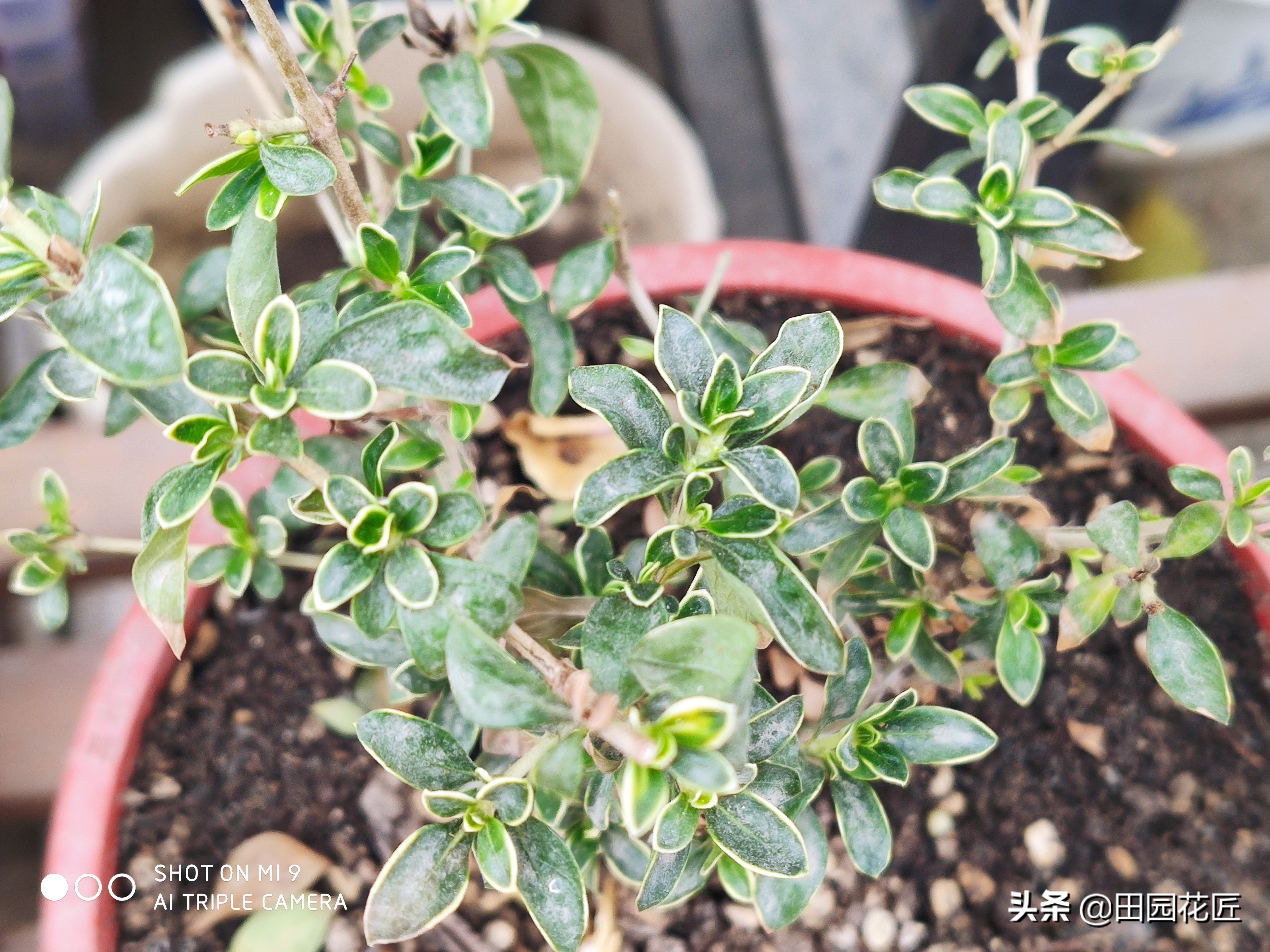 六月雪叶片发黄解决方法,六月雪叶子的养护方法