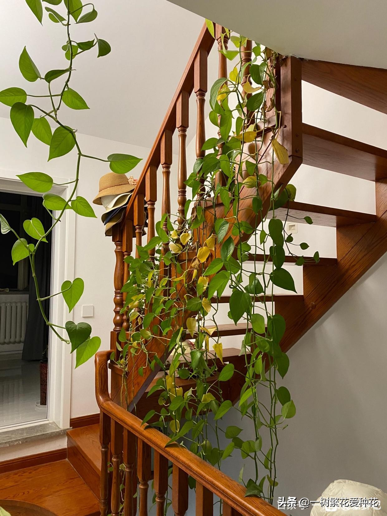 怎样才能把绿萝养得又绿又好,绿萝叶子绿怎么治