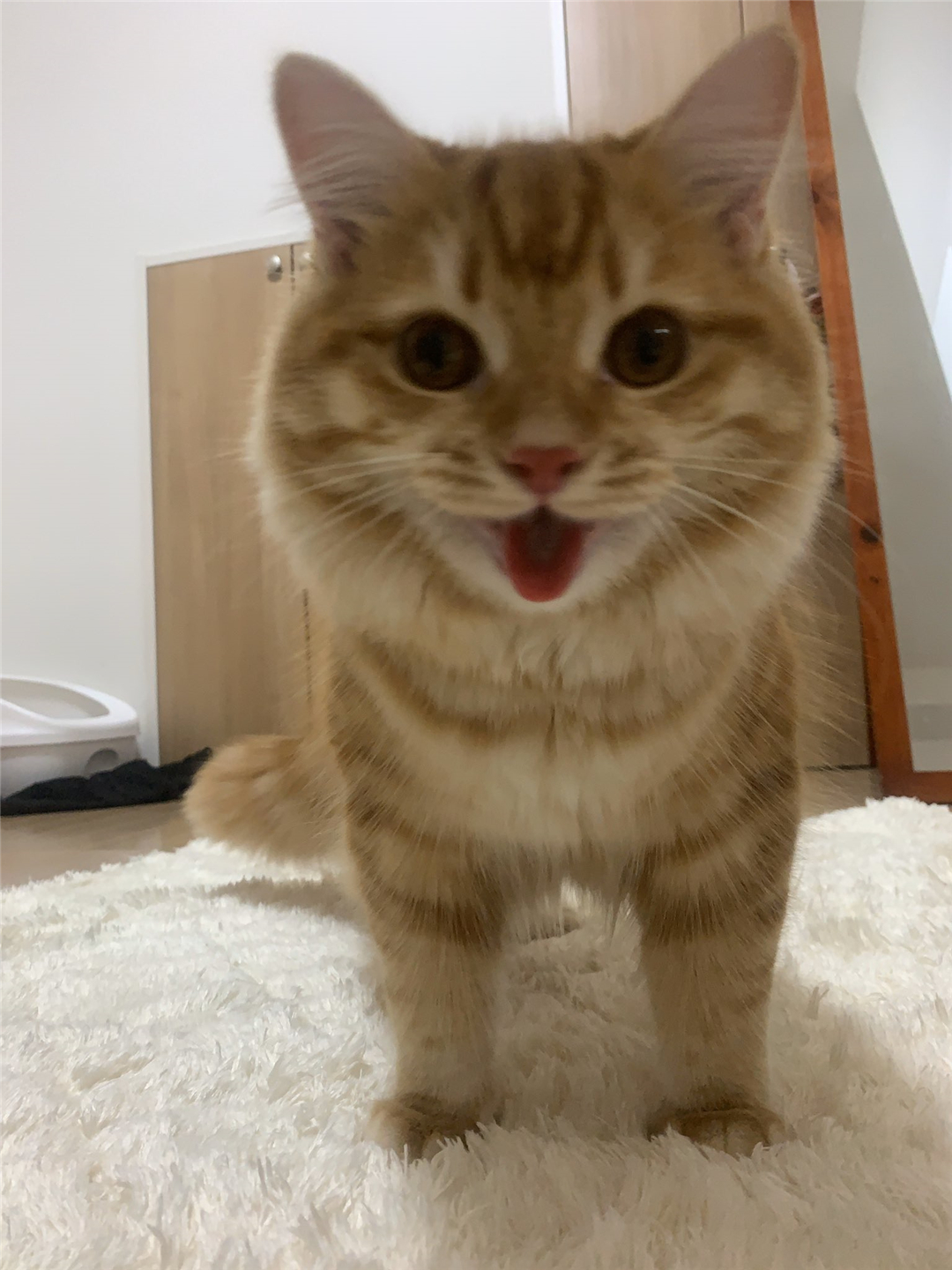 橘猫累到虚脱，四仰八叉躺在地板上呼呼大睡，网友：没电了