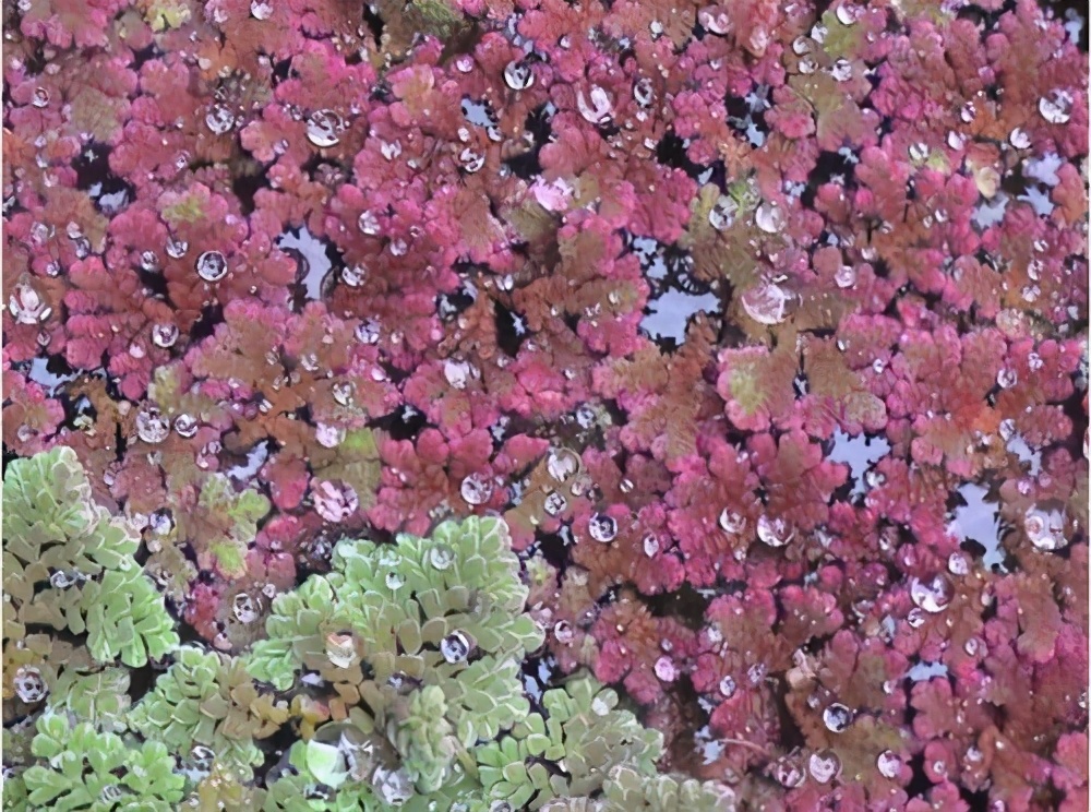 房内大缸水养植物,喝水的缸子养什么植物好看