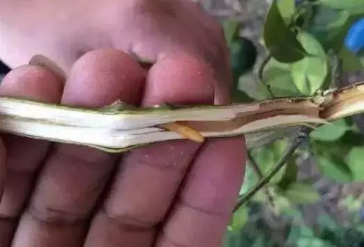 柑橘爆皮虫的防治最佳时期,柑橘天牛钻心虫最佳防治方法