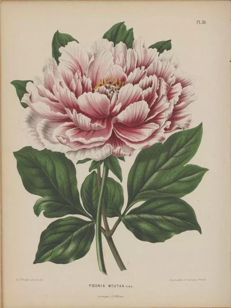 pick国花评选,国花评选活动