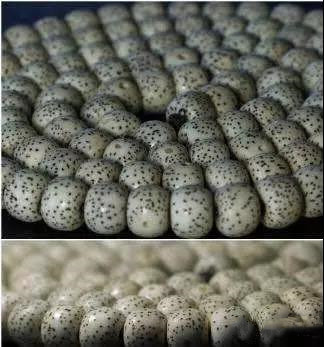 星月菩提怎么看好坏品相,星月菩提怎么辨别品质好坏