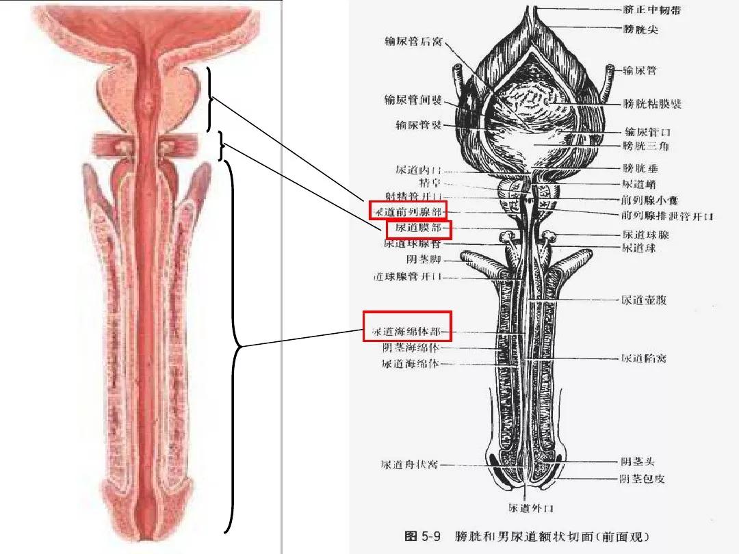 泌尿系统解剖讲解视频,泌尿系统肾脏解剖图谱