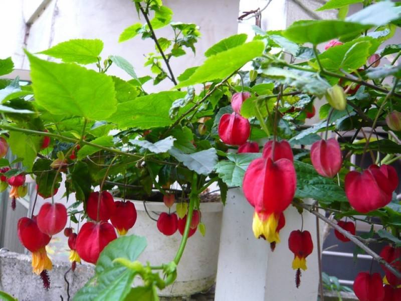 春节灯笼花,适合过年的灯笼花