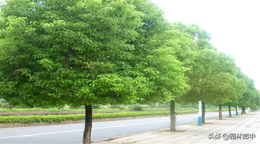 香樟树叶子发黄用什么药,香樟叶子失绿变黄