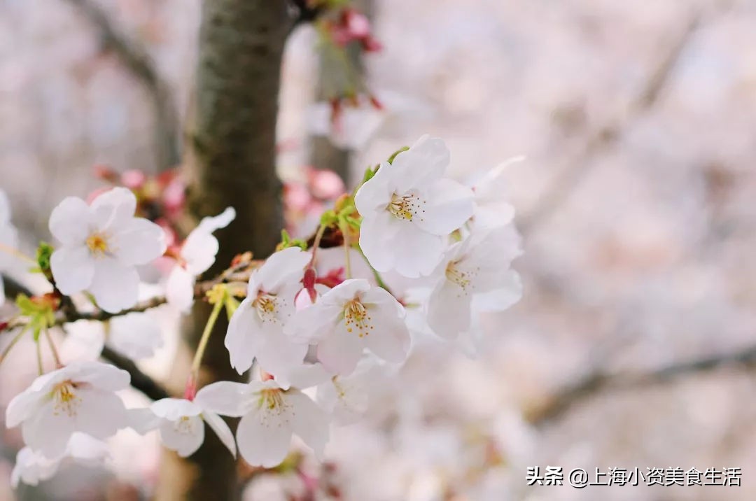 顾村公园一年一度赏樱,顾村公园赏樱点