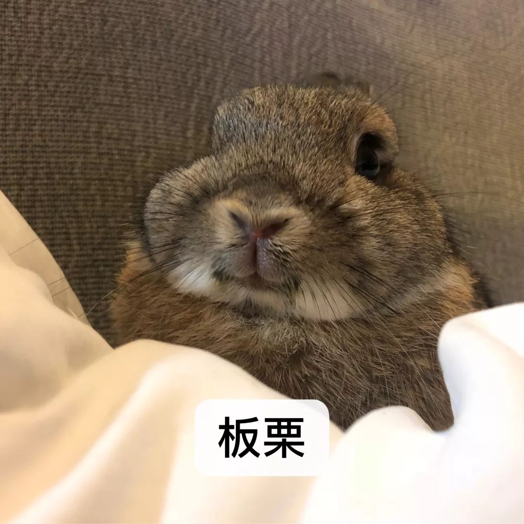 一只鸭子一万五元,一只鸭子一万多