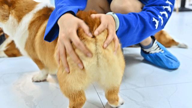 吸屁屁，短腿大耳肉嘟嘟，这家店进去就出不来了…