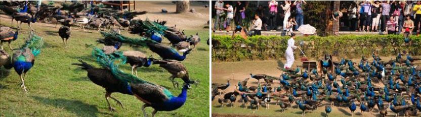 西双版纳原始森林门票,西双版纳所有景点门票一览表