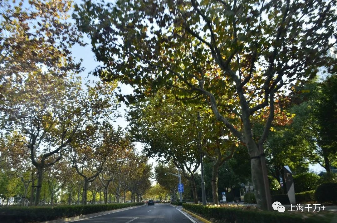 徐汇滨江二手房价格,上海徐汇滨江楼盘价格