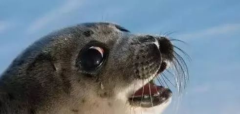 多地暴雨、全球变暖，自杀的企鹅却在为我们买单