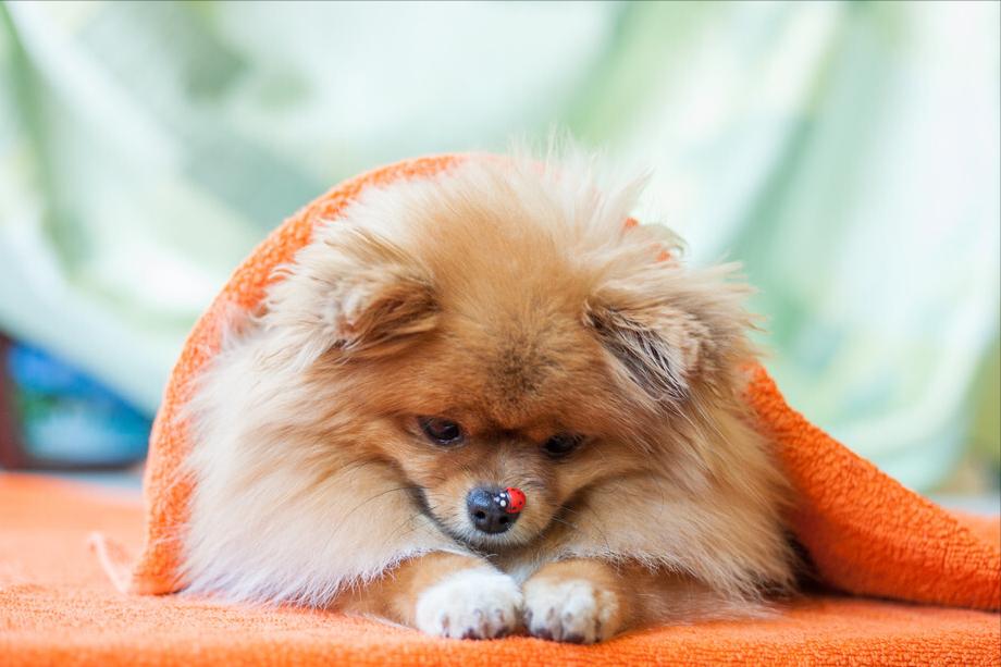 博美犬掉毛严重怎么治,博美犬真菌感染掉毛怎么治