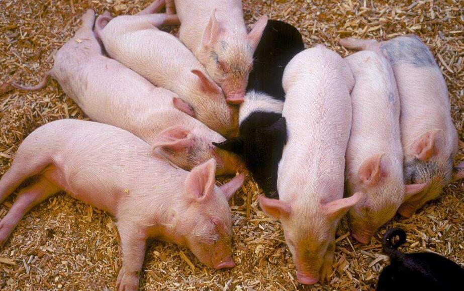 治小猪拉稀的特效药土方法,小猪拉稀土方治疗最好方法