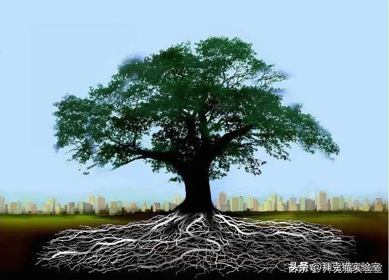 自制60天自动浇花器好看又美观,怎么用医用输液管自制浇花器