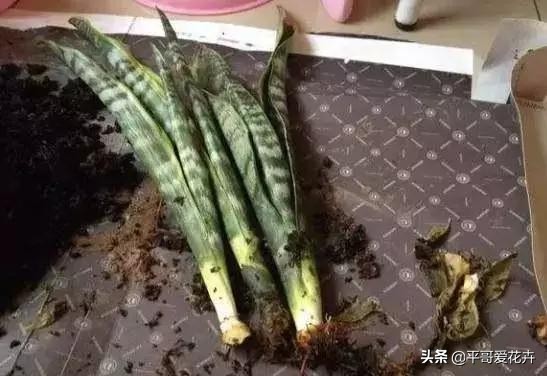 怎么能知道虎皮兰烂根了,虎皮兰烂根怎么处理最好