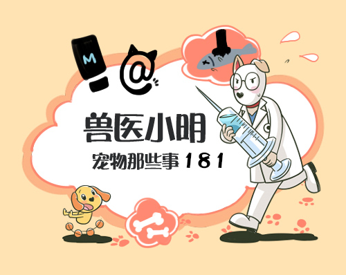 猫咪免疫介导性溶血死亡率,猫咪免疫性疾病