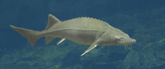 路亚鱼种类大全,长江鱼种类大全图片