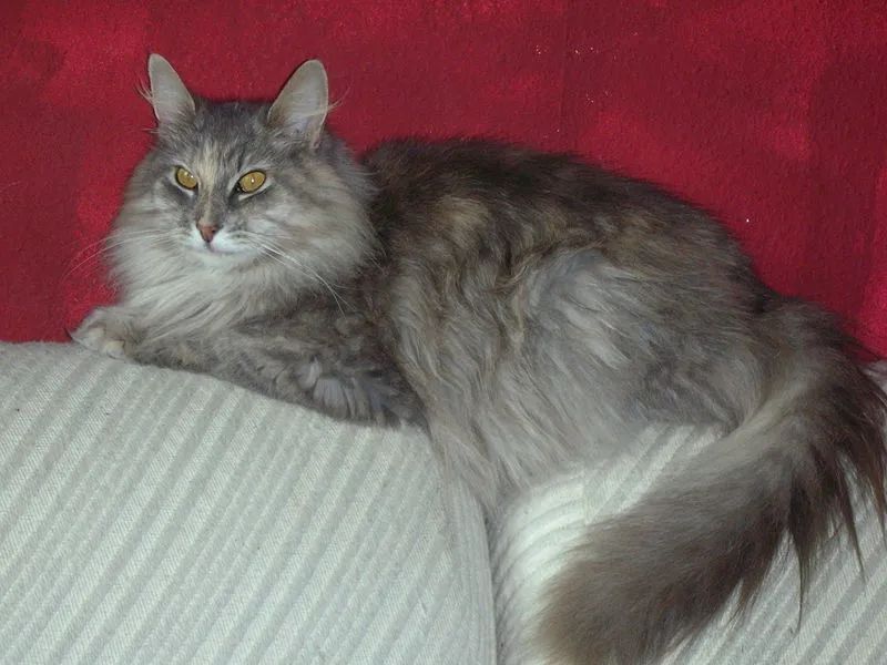 扒开猫咪毛发看有没有虫,猫咪的毛剥开后身体发黑