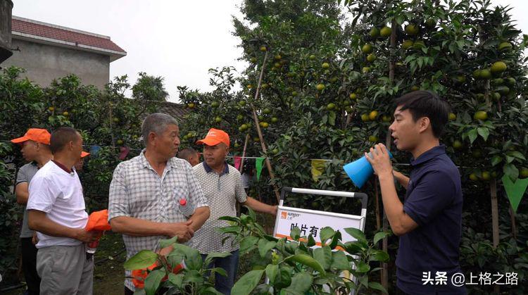 眉山柑橘推介会,眉山柑橘技术
