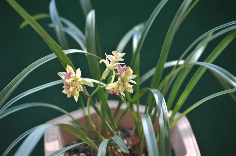 最香最好养的开花次数多的兰花,哪种兰花好养又花多还香