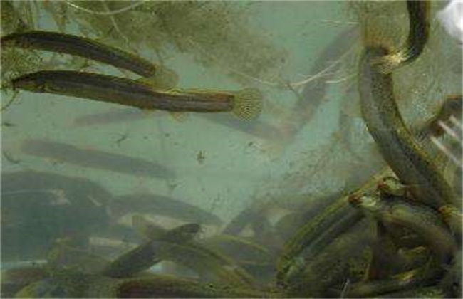 泥鳅养殖模式,泥鳅养殖方式有哪几种